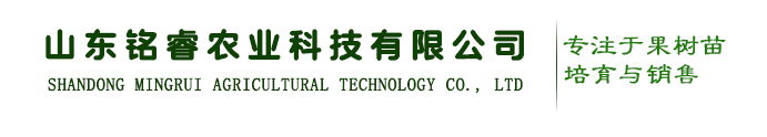 蘋果苗