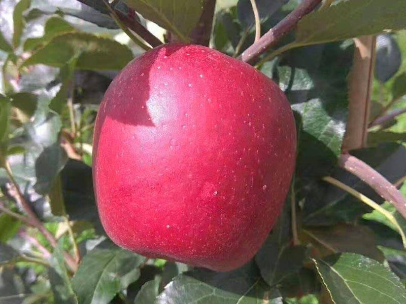 眾成一號(hào)蘋果苗