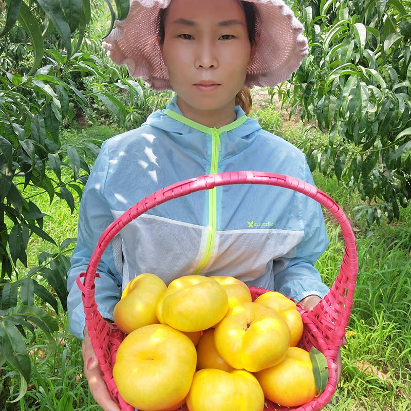 中油蟠七桃樹苗
