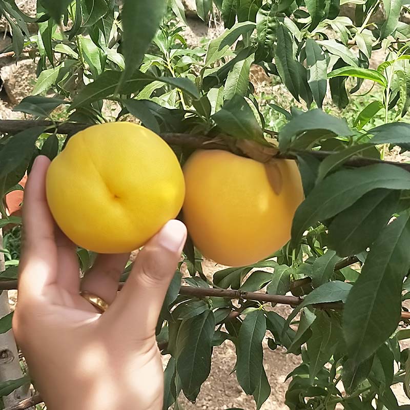 黃金蜜4號桃樹苗