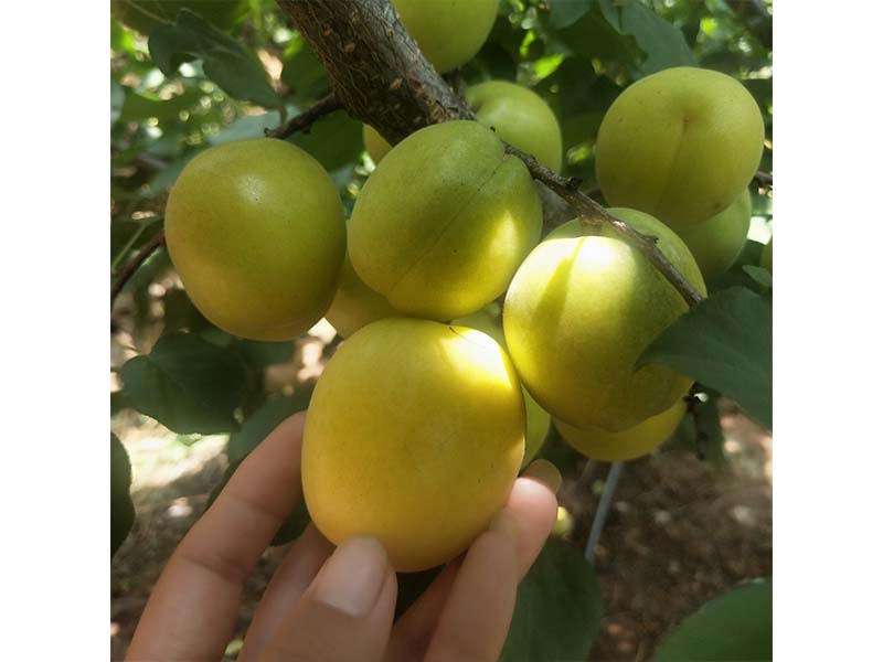 荷蘭香蜜杏樹苗