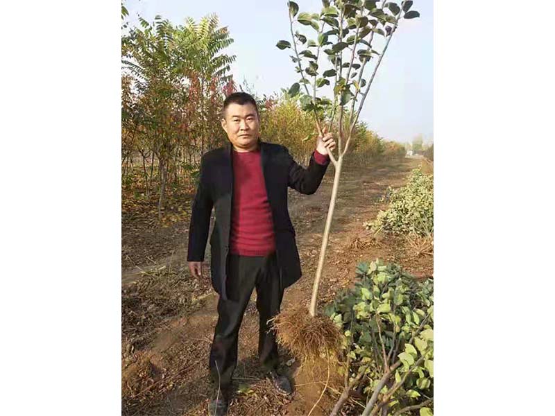 蘋果幼樹
