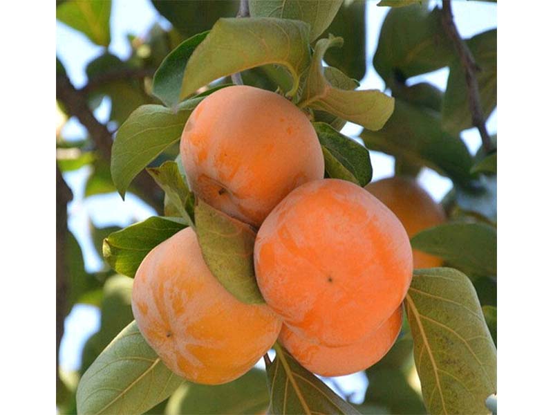 新東陽甜柿子苗